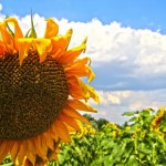 girasole