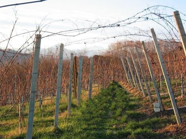 Stampa estera: vini stupendi quelli del Nord Piemonte, ma chi li conosce?