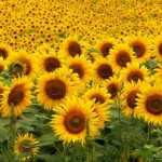 girasoli