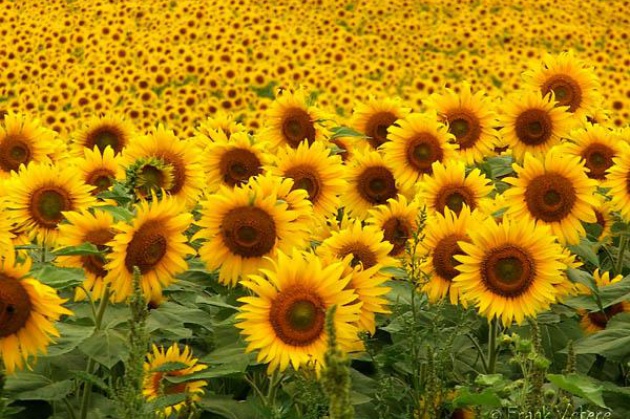 Dai girasoli francesi nasce il sacco per la terra Barbier-Novamont