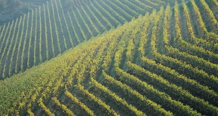 Vigneti Piemonte: 9,5 milioni per il restyling