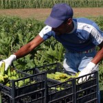 AZIENDA AGRICOLA ' LA BAGNARA ' ZUCCHINE BIOLOGICHE RACCOLTA AGRICOLTURA BIOLOGICA LAVORATORE AGRICOLO CONTADINO EXTRACOMUNITARIO