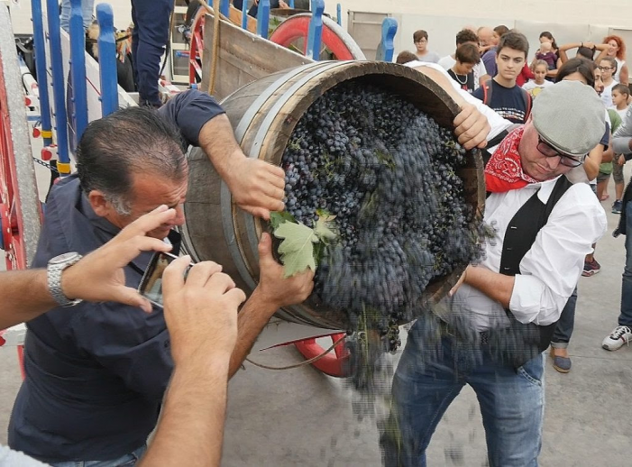 Vendemmia, si parte ed è subito festa