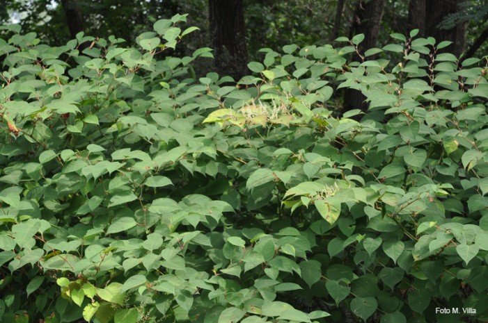 Strane erbe e ogm naturali: l’avanzata del popolo degli alieni