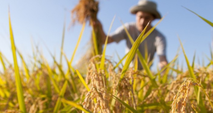 Confagricoltura: Psr avaro. Ferrero: impegnato un miliardo e 90 milioni