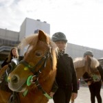 fieracavalli1