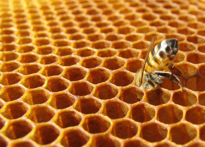Miele in trincea contro vespa vellutina e concorrenza, ma vince la fantasia