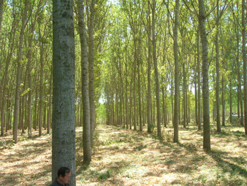 Un pioppo in più per salvare l’ambiente e ridurre l’uso di fitofarmaci