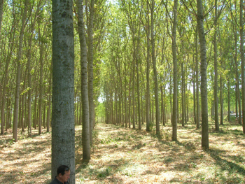 Un pioppo in più per salvare l’ambiente e ridurre l’uso di fitofarmaci