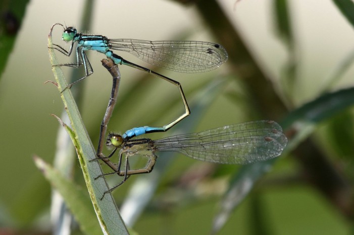 Se una libellula vola in risaia (quel drone naturale della biodiversità)