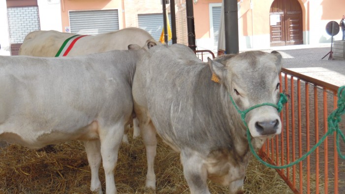 Sua Maestà il bollito, il pranzo della festa e l’Igp Vitellone Piemontese (fotogallery)