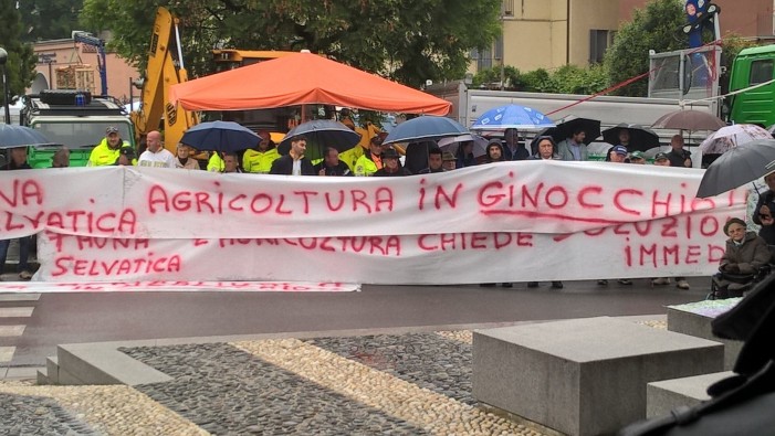 La fauna selvatica mette in ginocchio l’agricoltura (fotogallery)