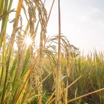 rice in field with sun beam