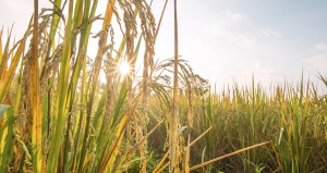 rice in field with sun beam