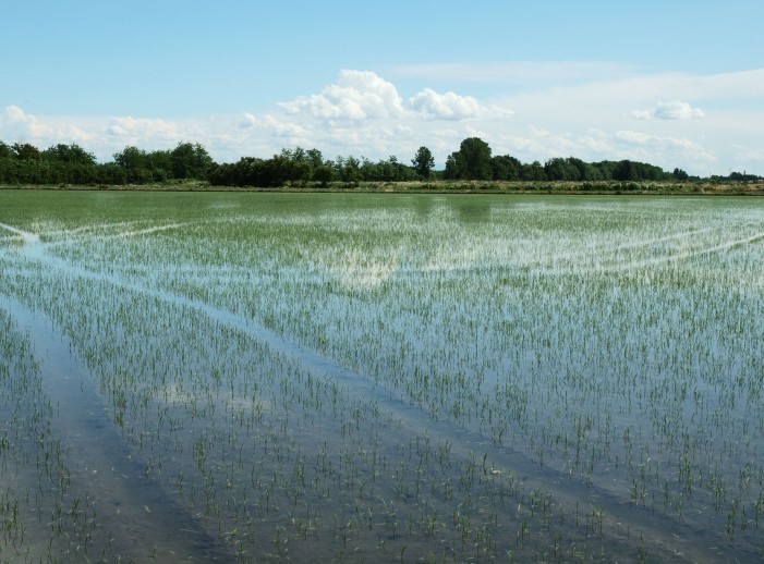 Confagricoltura sul riso: non possiamo più aspettare, le aziende rischiano di chiudere