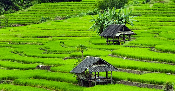 Ente Risi: Unione Europea suddita della Cambogia