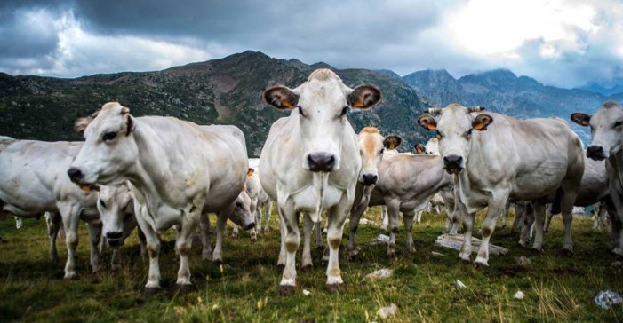 Il sistema zootecnico traina l’agricoltura in Piemonte