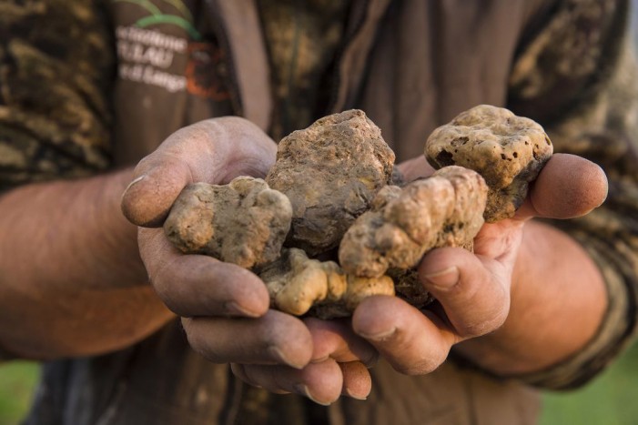 Tartufi e funghi: per la Commissione Europea obbligatorio indicare l’origine