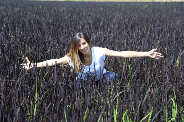 La risaia torna viola e diventa tesi di laurea (photogallery)