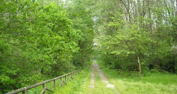 Ogni italiano ha in dotazione il “respiro” di 210 alberi