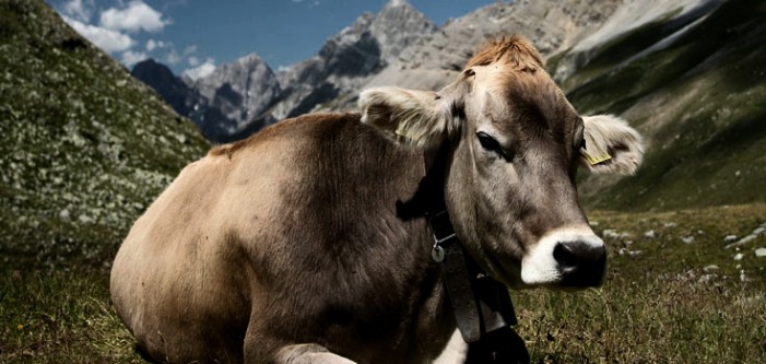 La Piemontese, prima in Italia per produzione di carne