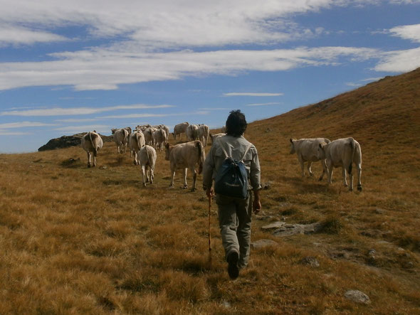 Pascoli rinsecchiti, scontro sulla demonticazione in Piemonte