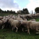 pecore di Langa (004)