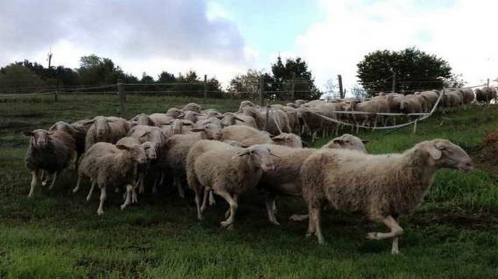 Arieti cercansi per le pecore di Langa