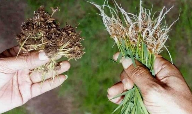 Nematode galligeno, risicoltori piemontesi risarciti