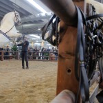 fieracavalli9