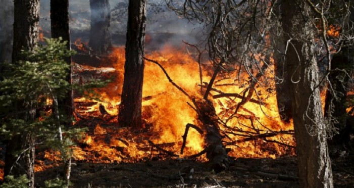 Incendi: 15 anni per ricostruire i boschi in Valsusa. Stop alla caccia per 10