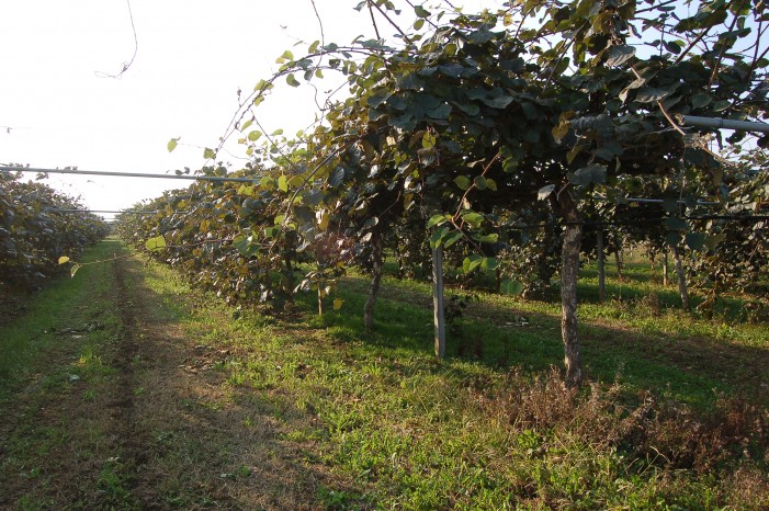 Perso il 50% della produzione di kiwi. In Piemonte un danno di 40 milioni