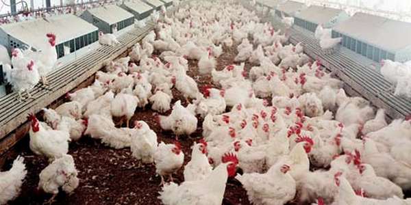 Venti polli pro capite, il consumo supera le carni rosse