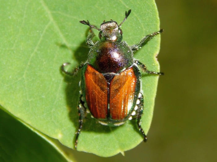 Popillia Japonica, il nuovo flagello