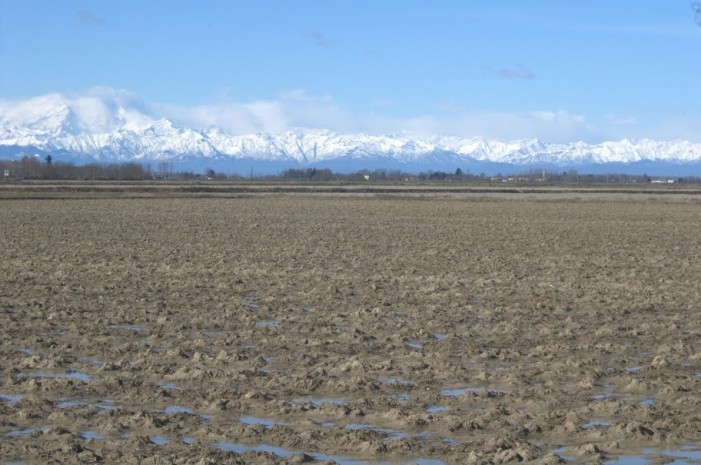 Voci dalla risaia d’inverno: non vogliamo più essere capro espiatorio