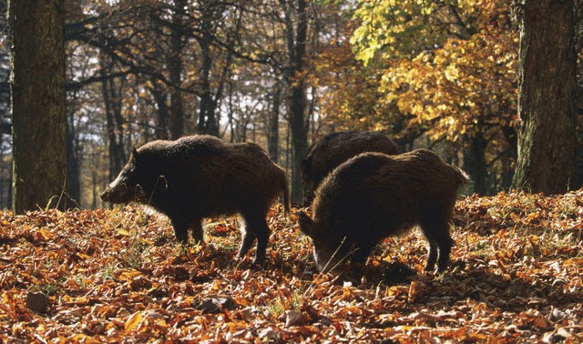 Un milione di cinghiali padroni dei campi