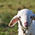 agnello