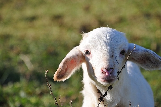 E se dicessimo basta con l’agnello pasquale?