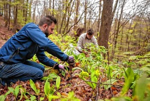 Chef Jon Adler, left, and his sister Katherine Adler, forage for ramps for upcoming restaurant, Source, on Thursday.