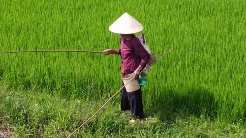 Carrà sollecita l’Antifrode Ue sul contrabbando di riso vietnamita