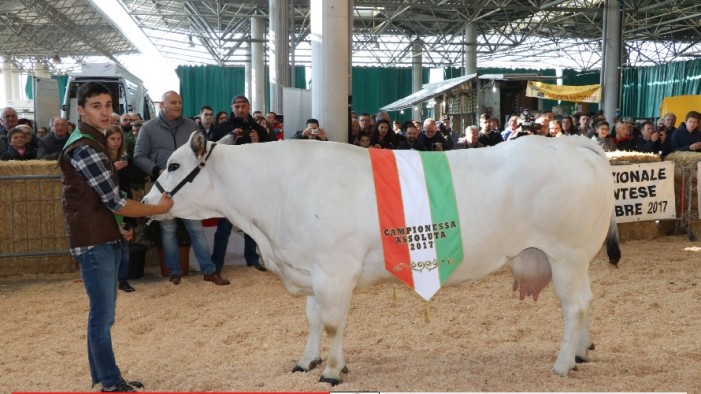 Campioni e campionesse della Piemontese protagonisti a Oleggio