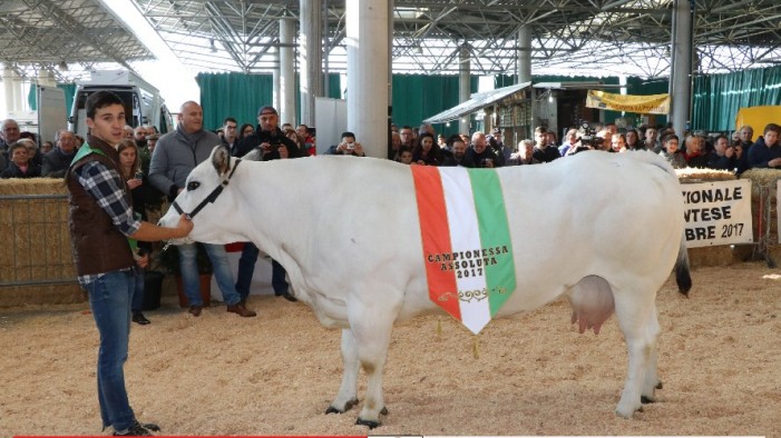 Campioni e campionesse della Piemontese protagonisti a Oleggio