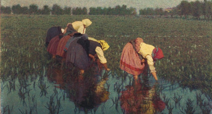 La vita in risaia unisce Novara e Vercelli La vita in risaia unisce Novara e Vercelli