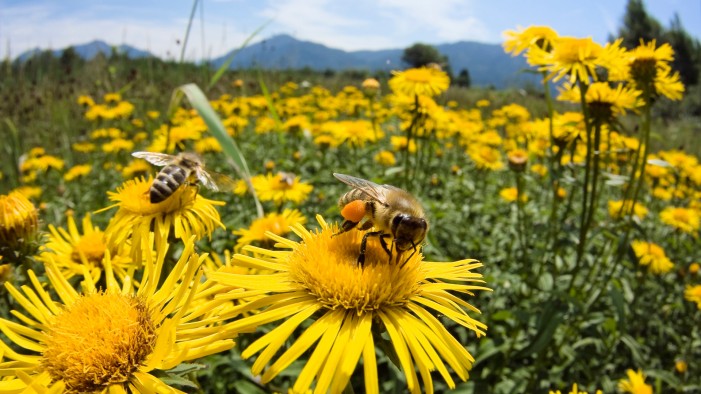 De Castro: salve le api, ma proibire i pesticidi non basta