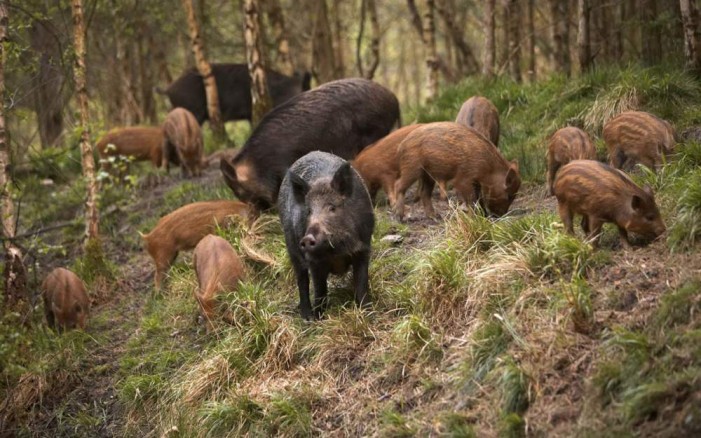 Il sospetto: animali usati delle agromafie per distruggere i terreni