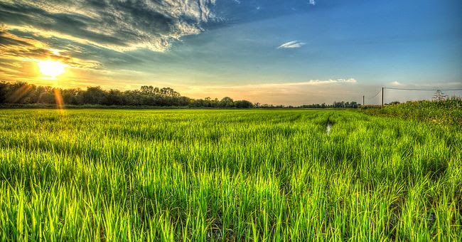 Bio, c’è il regolamento europeo ma scatta nel 2021