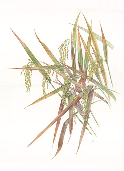 Con gli acquerelli sul riso vince l’oro alle Olimpiadi della pittura botanica (photogallery)