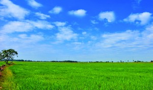 The cultivation of rice feild , Po Valley , Novara , Piedmont , Italy