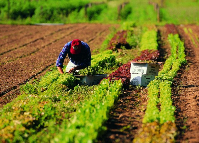 Piemonte, la Regione per i lavoratori stagionali