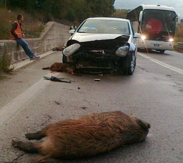 I selvatici e gli incidenti stradali: 7 mila solo in Piemonte